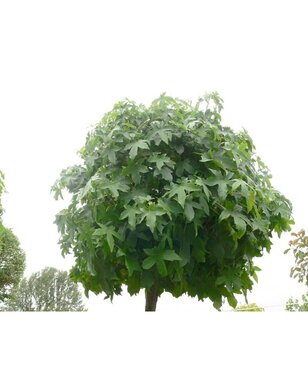 Bol-amberboom | Liquidambar styraciflua Gum Ball