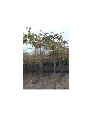 Daklinde |  Tilia dakboom