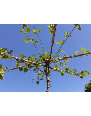 Dakplataan | Platanus hispanica