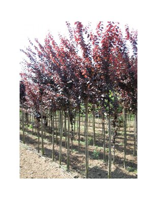 Daksierpruim | Prunus cerasifera Nigra