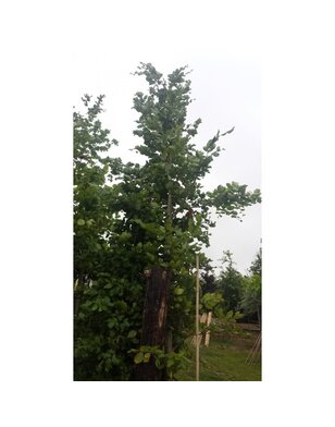 Groene Beuk | Fagus sylvatica