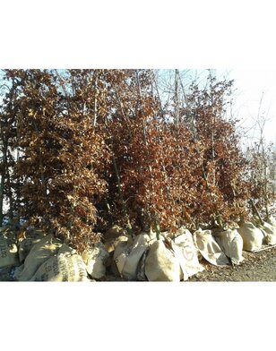 Groene Beuk | Fagus sylvatica