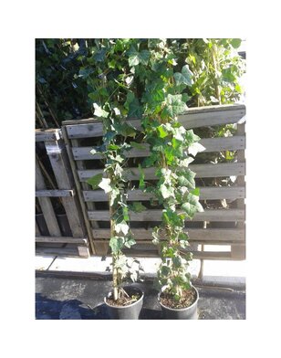 Klimop | Hedera Hibernica voor haag