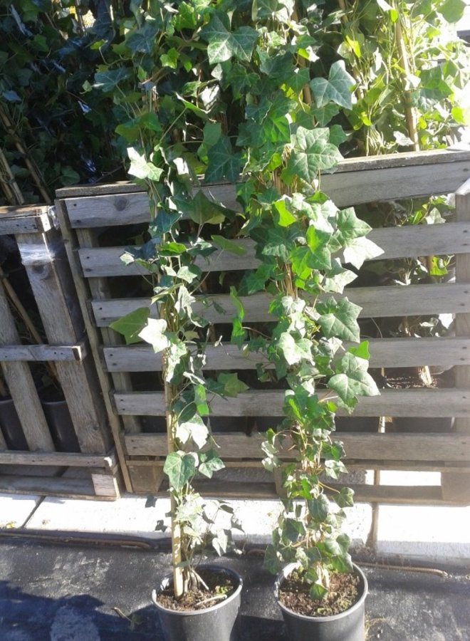 Klimop | Hedera Hibernica voor haag