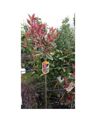 Photinia  fraseri Red Robin | boom