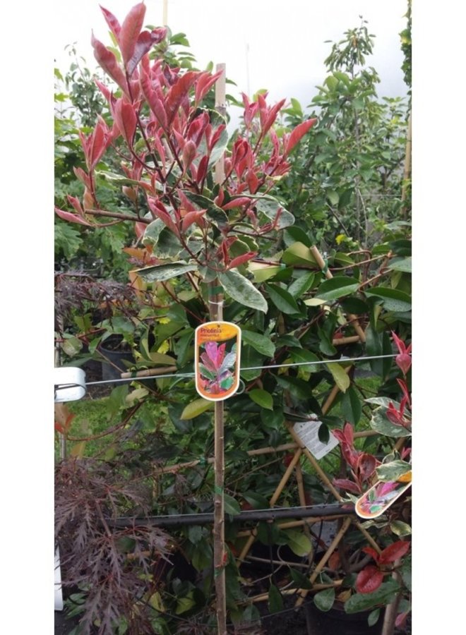 Photinia  fraseri Red Robin | boom