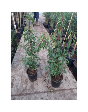 Portugese Laurier voor haag | Prunus lusitanica Angustifolia