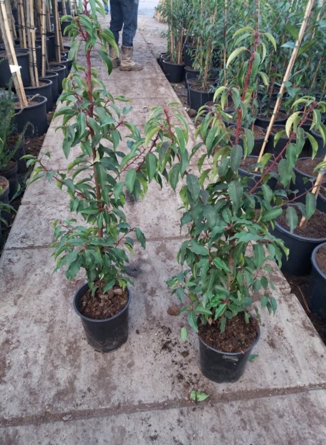 Portugese Laurier voor haag | Prunus lusitanica Angustifolia