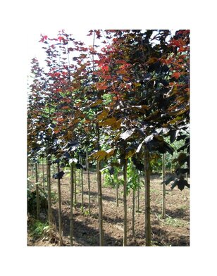 Rode esdoorn | Acer platanoides Royal Red