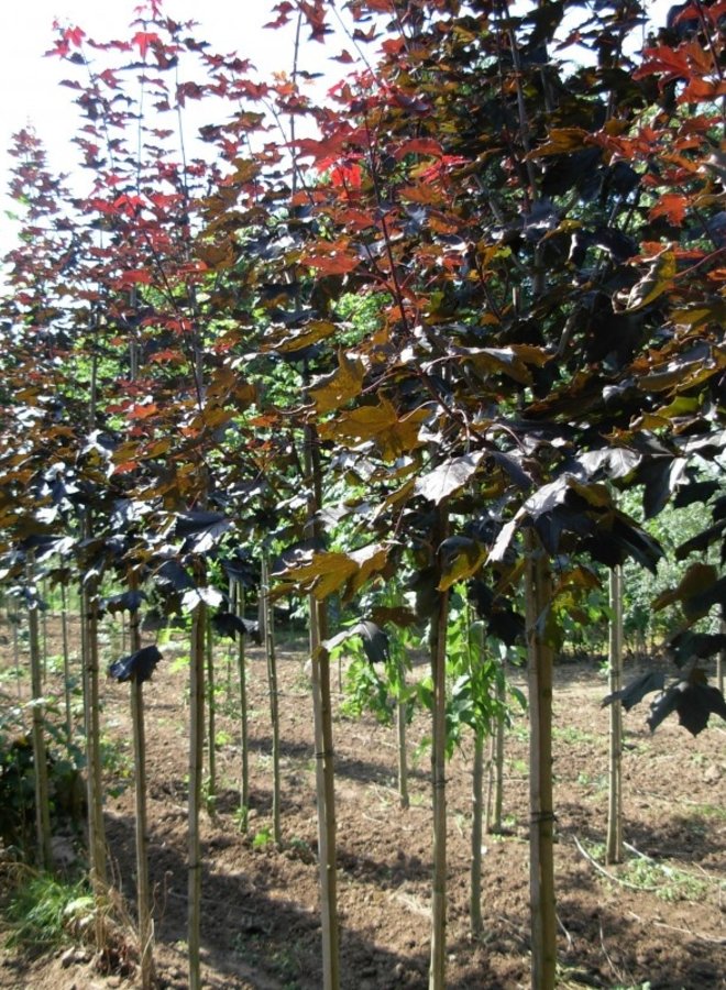Rode esdoorn | Acer platanoides  Royal Red