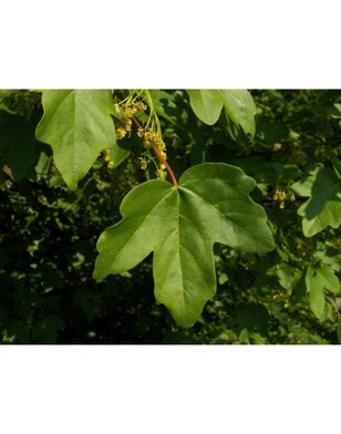 Acer campestre | Veldesdoorn | Spaanse aak