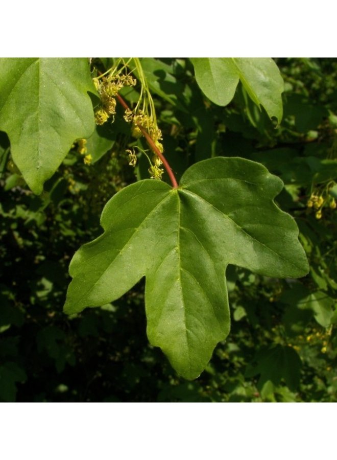 Acer campestre | Veldesdoorn | Spaanse aak