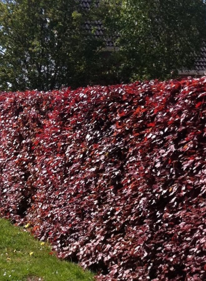 Rode Beuk boom | Fagus sylvatica Atropunicea
