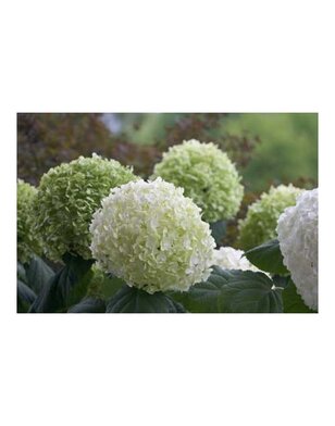 Hortensia | Hydrangea Strong Annabelle