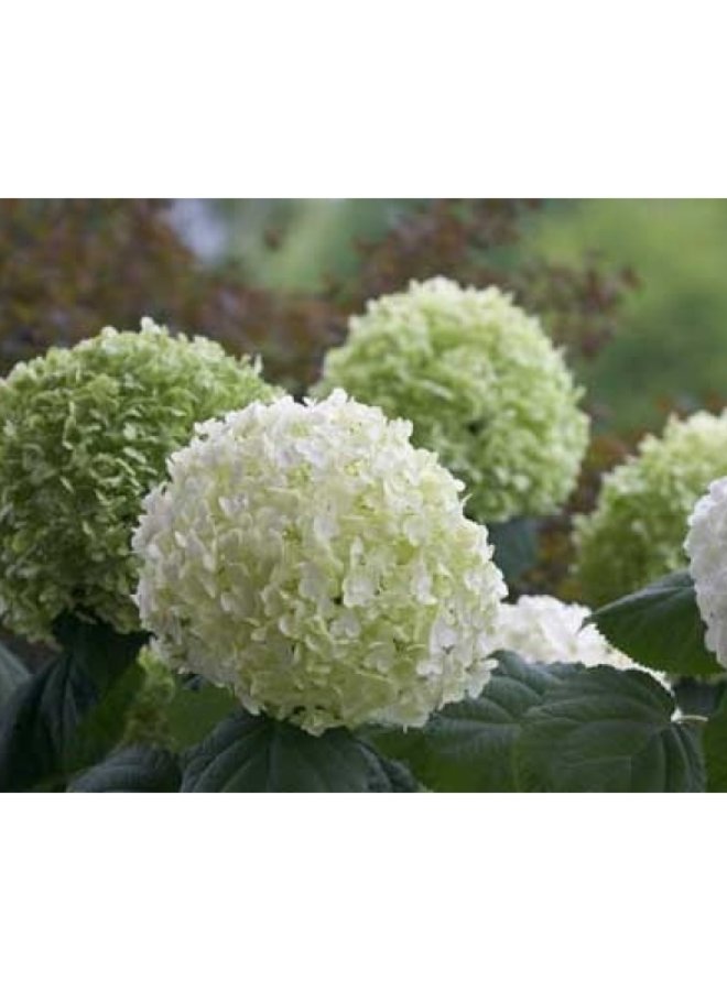 Hortensia | Hydrangea Strong Annabelle