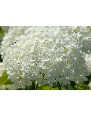 Hortensia | Hydrangea arborescens Annabelle
