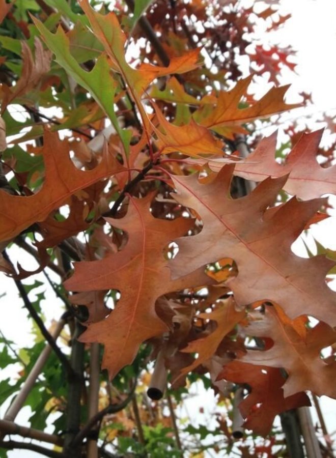 Lei-moeraseik  | Quercus Palustris | leiboom