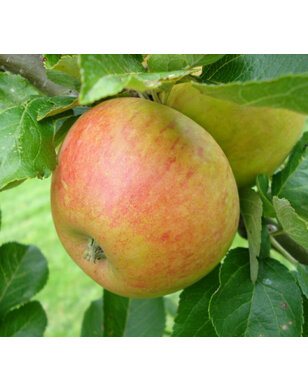 Appelboom | Malus domestica Alkmene