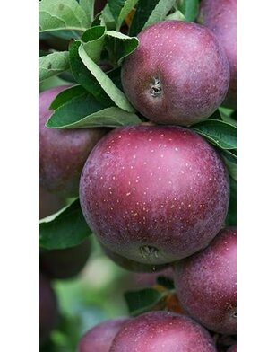 Appelboom | Malus domestica Api Noir