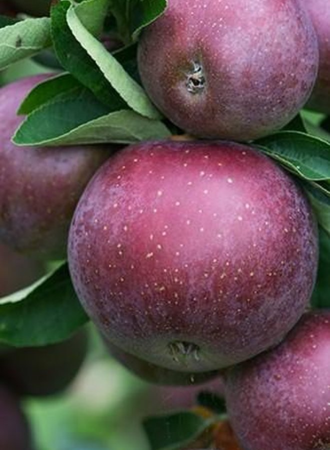 Appelboom | Malus domestica Api Noir