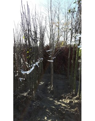 Appelboom | Malus domestica Api Noir