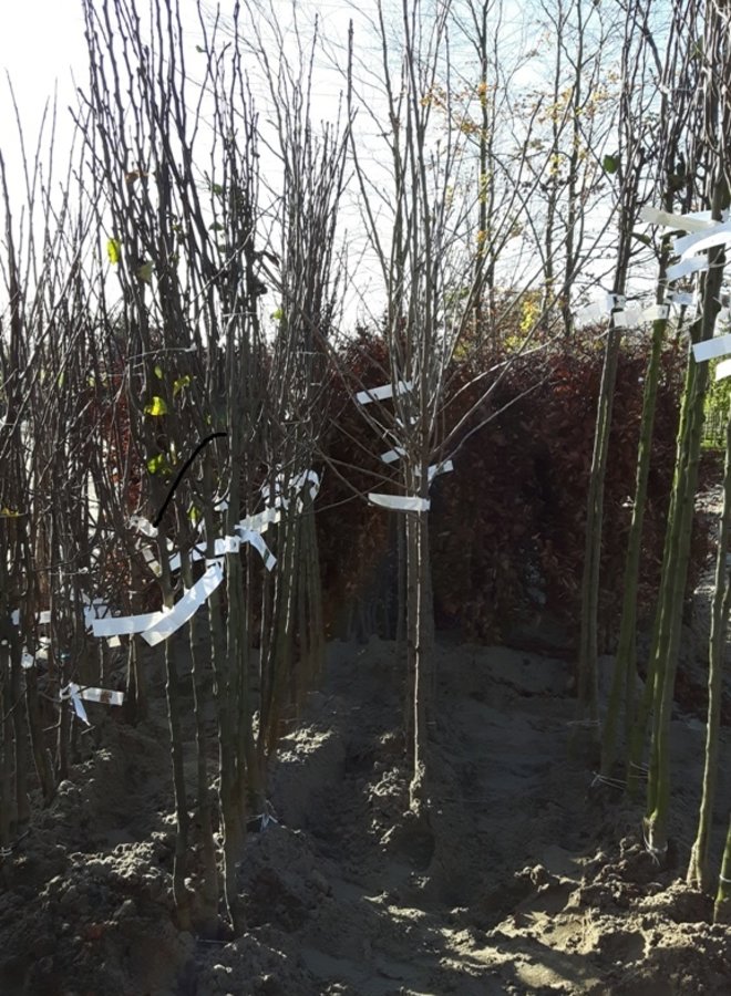 Appelboom | Malus domestica Api Noir