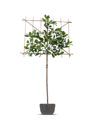 Lei-laurier | Groenblijvende leiprunus