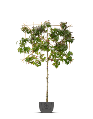 Liquidambar styraciflua amberboom als leiboom