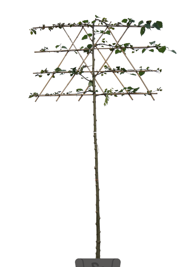 Leilinde | Tilia europea Pallida