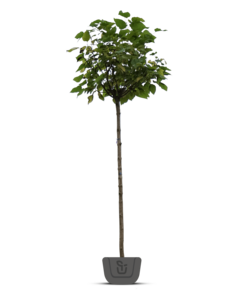 Bolcatalpa | Catalpa big. Nana