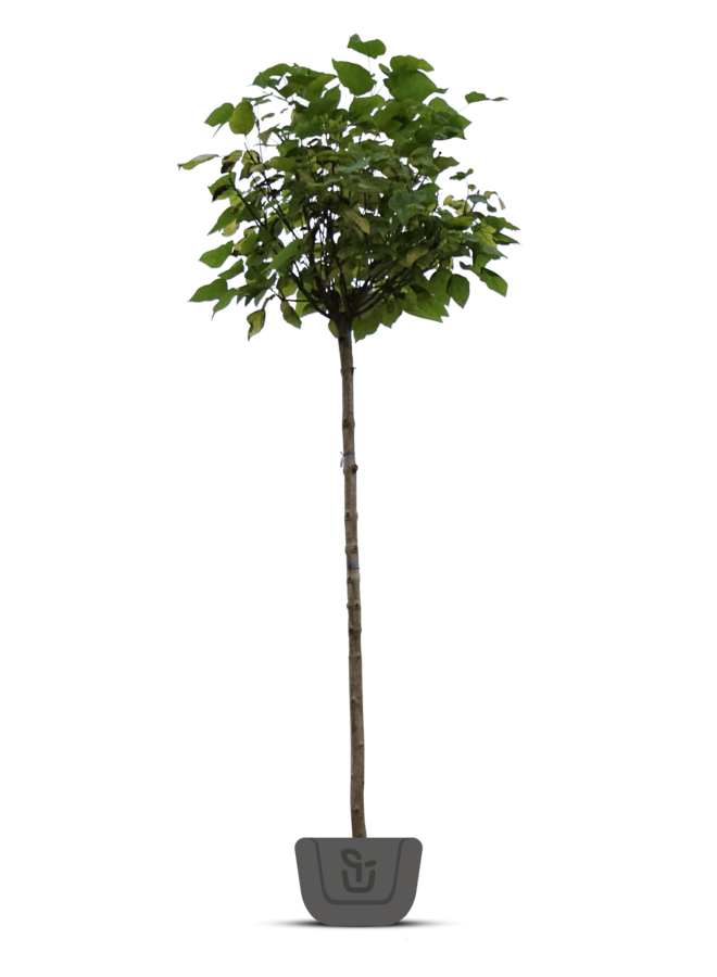 Bolcatalpa  Catalpa bignonioides Nana