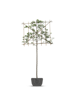 Lei sierpeer | Pyrus call. Chanticleer