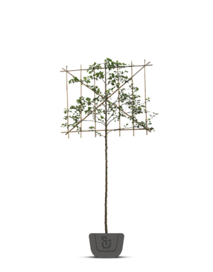 Lei sierpeer | Pyrus calleryana Chanticleer