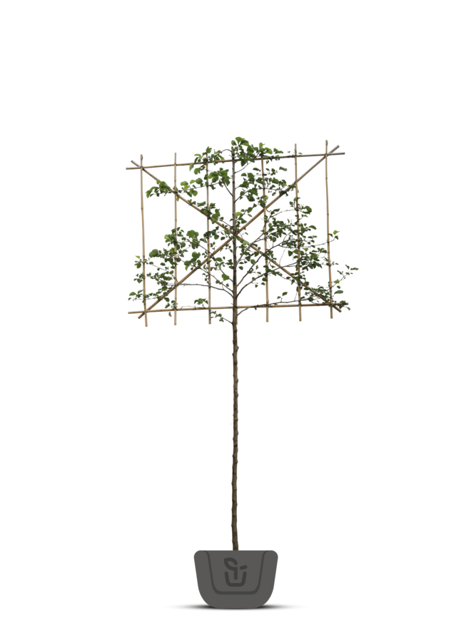 Lei sierpeer | Pyrus call. Chanticleer