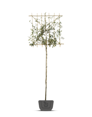 Steeneik als leiboom  | Lei-Quercus Ilex