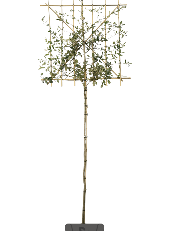 Steeneik als leiboom  | Lei-Quercus Ilex