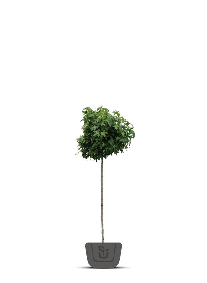 Bol-amberboom | Liquidambar styraciflua Gum Ball