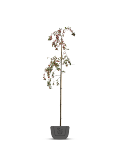 Sierappel | Malus Red Sentinel