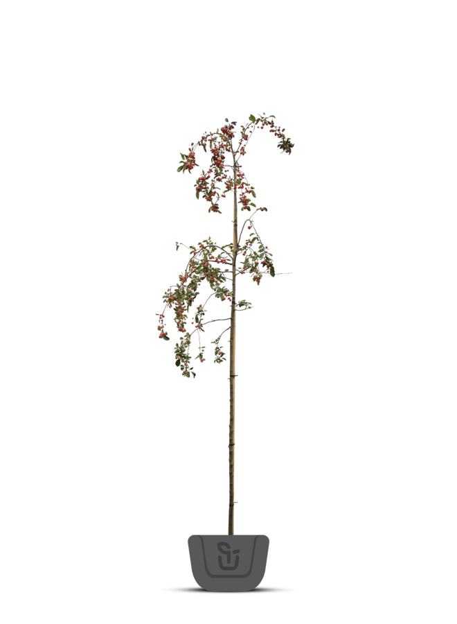 Sierappel | Malus Red Sentinel