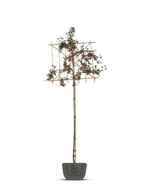 Leisierappel | Malus Red Sentinel