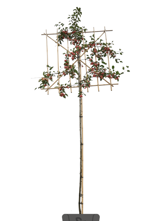 Leisierappel | Malus Red Sentinel