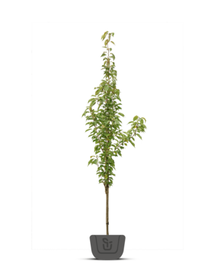 Zuilsierkers | Prunus serrulata Amanogawa