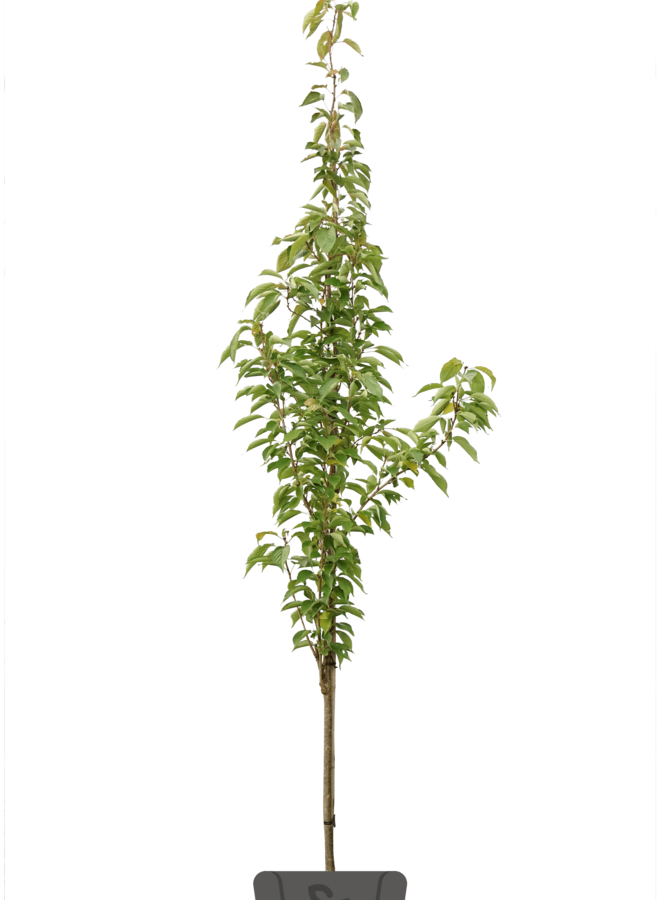 Zuilsierkers | Prunus serrulata Amanogawa