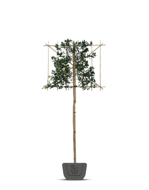 Leihulst | Ilex Blue Maid