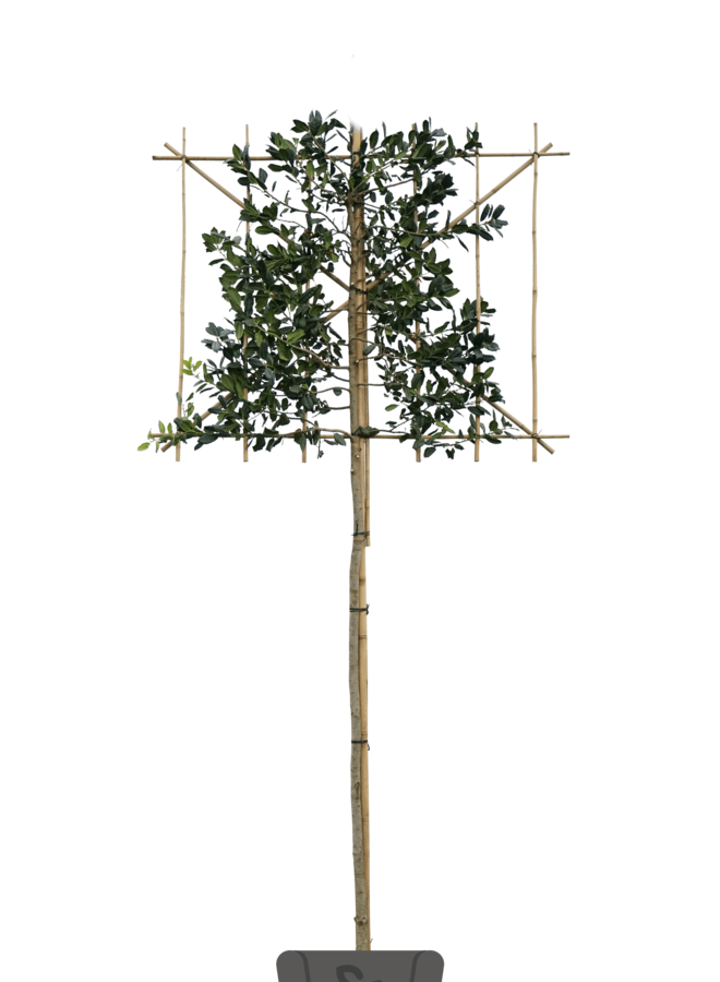 Leihulst | Ilex Blue Maid