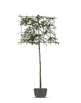 Lei haagbeuk | Carpinus betulus | leibeuk