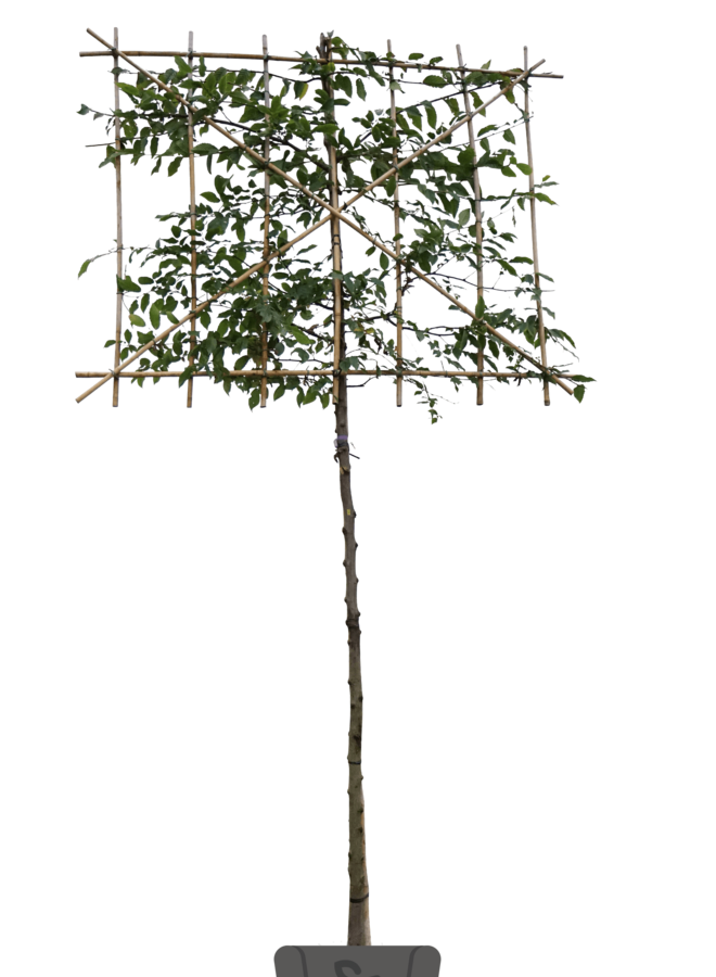 Leihaagbeuk | Carpinus betulus | leibeuk