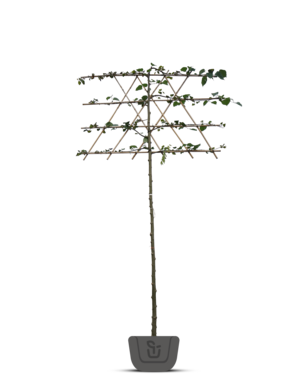 Leilinde | Tilia europea Pallida - in pot