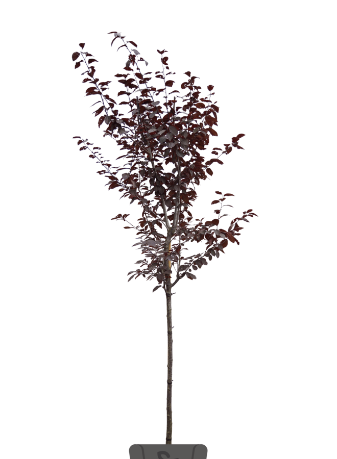 Sierpruim | Prunus cerasifera Nigra