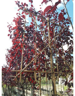 Leisierpruim | Prunus cerasifera Nigra